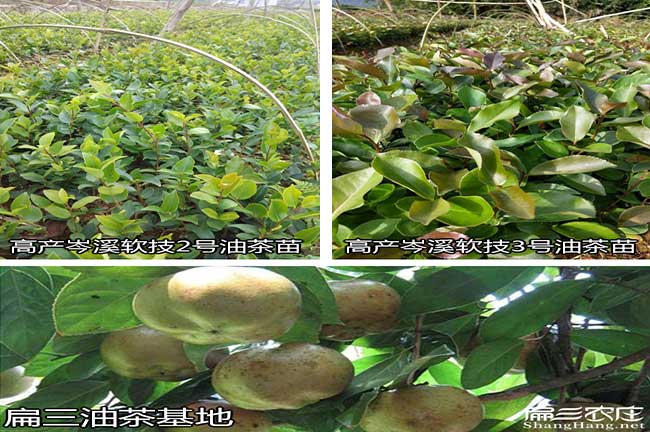 鹽（yán）井鎮北方（fāng）種（zhǒng）植茶油的