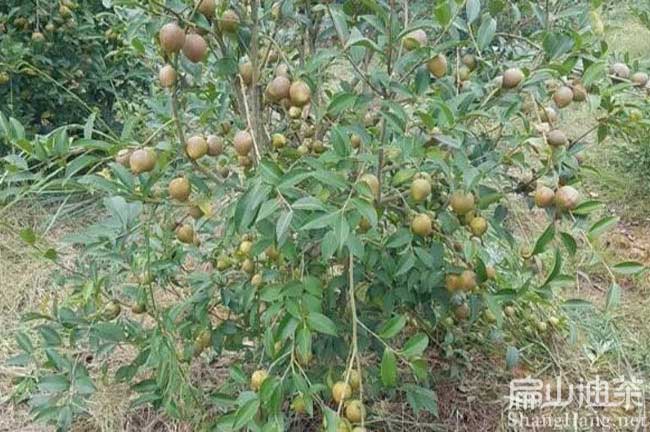 湖州油茶（chá）種植