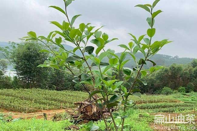 軟枝3號（hào）油茶苗