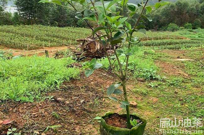 湖北大果油茶樹（shù）