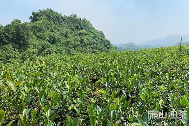 湖北本地油茶苗