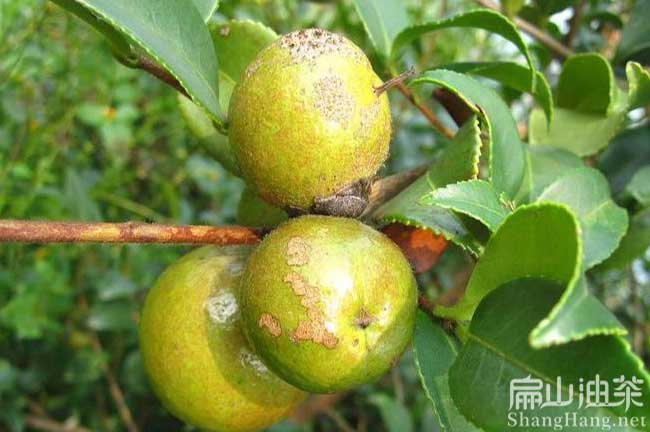 藤縣大果油茶苗