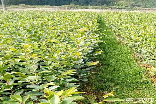 西場鎮種植油茶一畝（mǔ）投