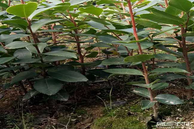 如果在南華種植油茶正