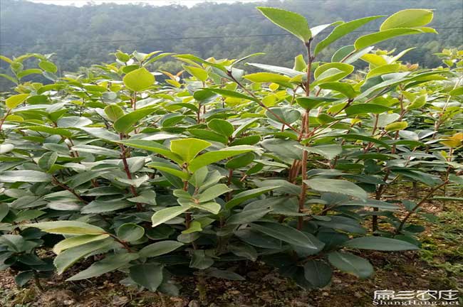 吉（jí）首油茶苗批（pī）發