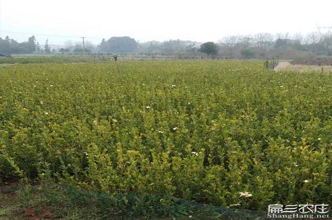 黔西南油（yóu）茶基地