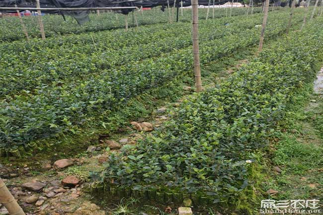 昭陽（yáng）區適合種植油茶樹