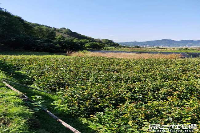 新平扁山油茶林下套種