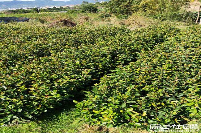 梧州油茶（chá）基地