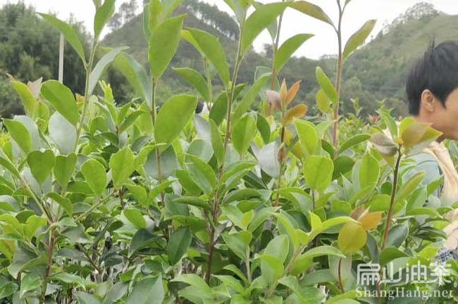 湖北長林油茶樹（shù）