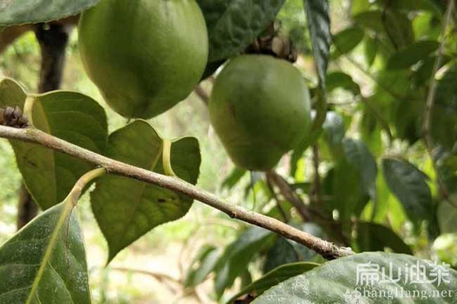 湖北大（dà）果油茶樹