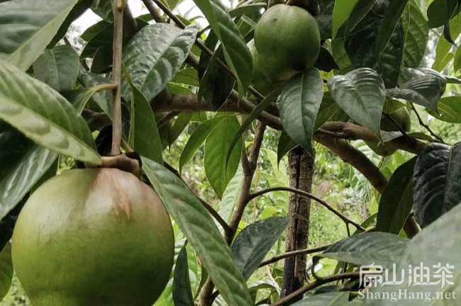 三明大果油茶苗