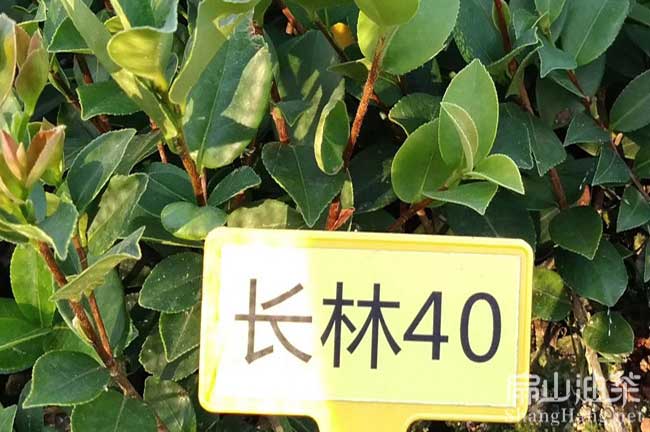 長林40號油茶苗