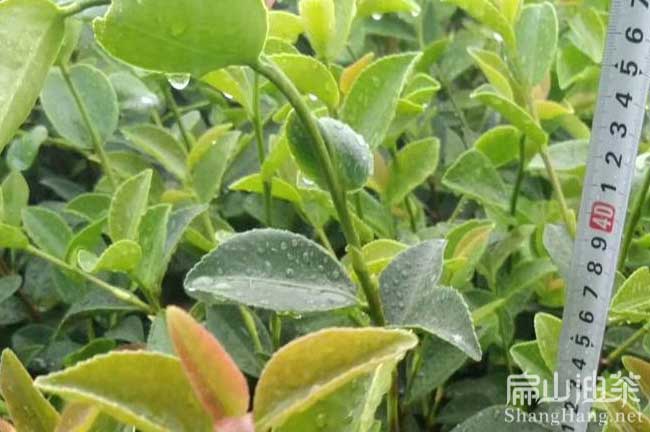 漳州油（yóu）茶苗批發