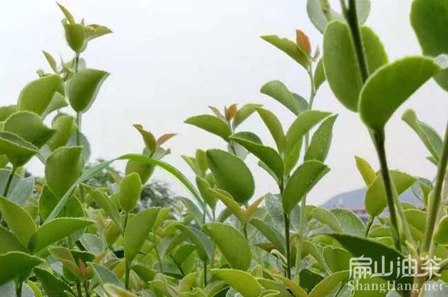 多年生油（yóu）茶苗