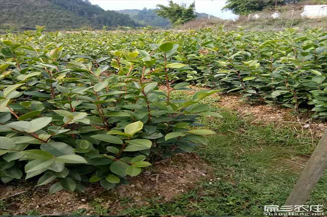 湘西油茶種植