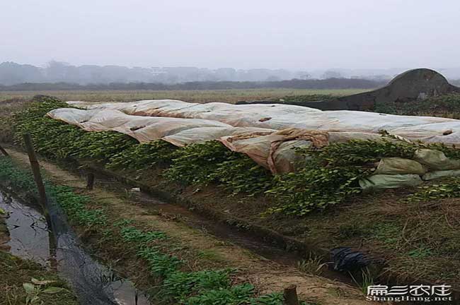 廣東茶樹基地