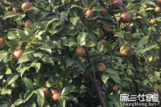 石角鎮北（běi）方（fāng）種植茶油的