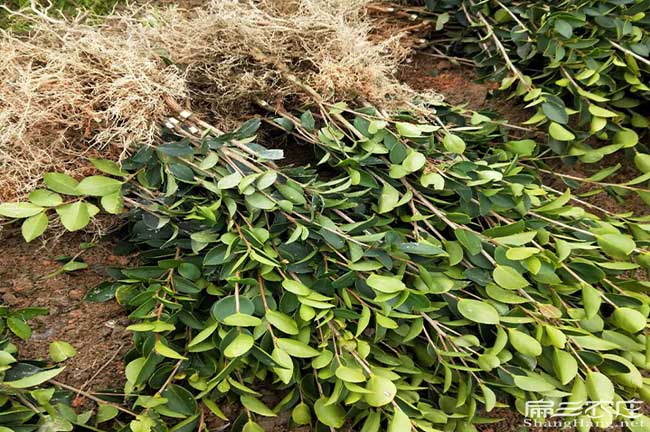 如果在合肥種植油茶正