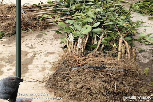 平浪概述油（yóu）茶的食用一