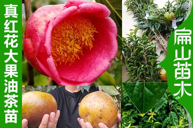 大小林廣西紅花大果油茶苗圃 嫁接軟枝培育（yù）標準基地60-100CM