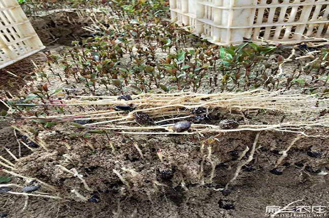 廣惠株洲多油茶種植