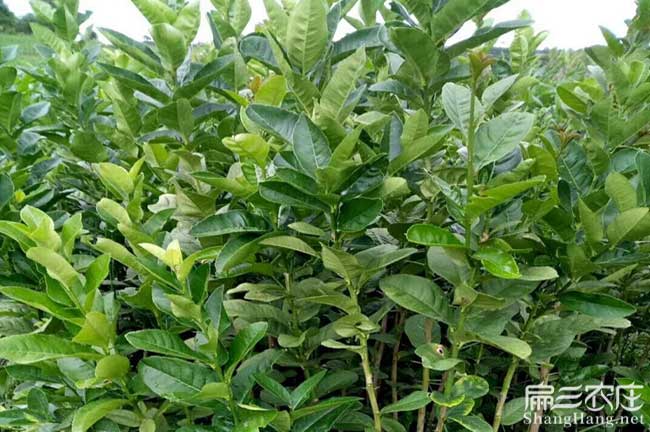 溫州油（yóu）茶苗批發