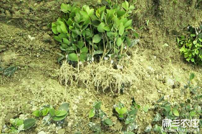 雲南油茶苗適合品種選擇貴州江蘇河南油茶種（zhǒng）植技術培訓