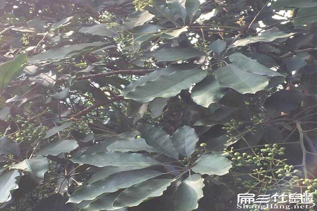 賓州鎮油（yóu）茶種植的主要