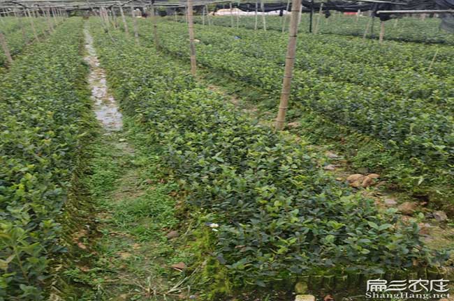 遂寧茶樹苗種植