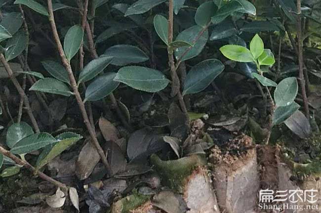 鹹寧油茶苗種植