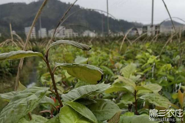 浦北（běi）縣源茶樹苗日常（cháng）管