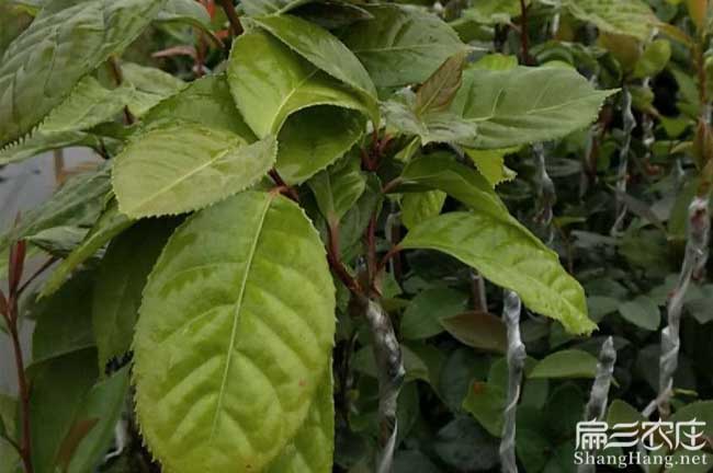 安懷鎮源油（yóu）茶苗的土壤