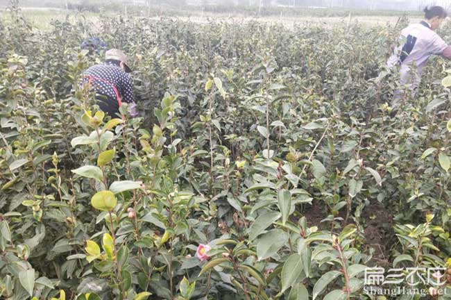 紅果德國進口山（shān）茶油的