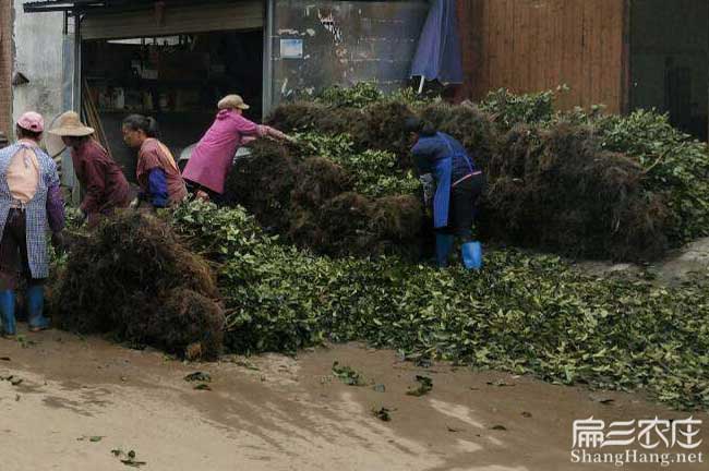 龍潭（tán）油茶（chá）基地的物理特