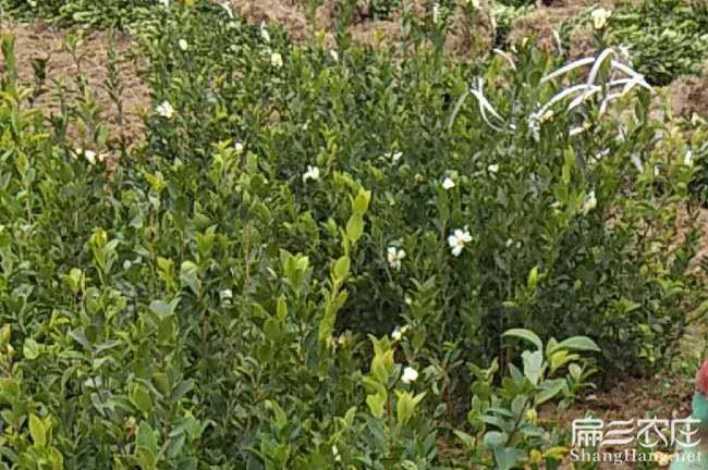 當年掛果油（yóu）茶苗