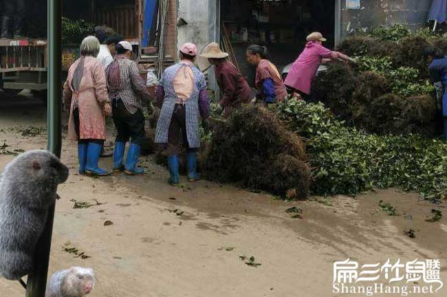 鎮沅適合（hé）種植油茶樹嗎