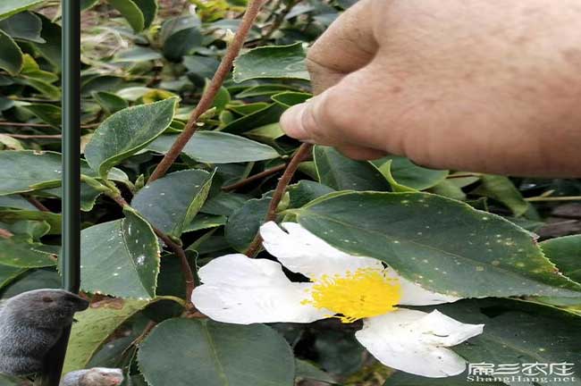 芒市鎮西方國家喜歡（huān）吃