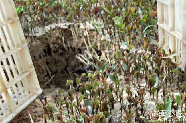 貴池區仁裏鎮油茶基地