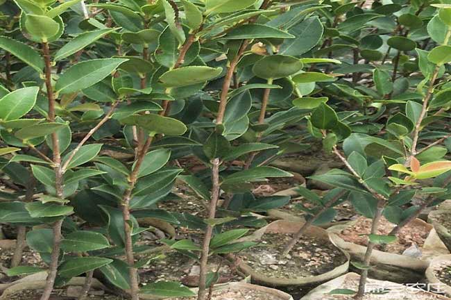 雲南油茶苗適合品種選擇貴州江蘇河南油茶種植技術（shù）培訓