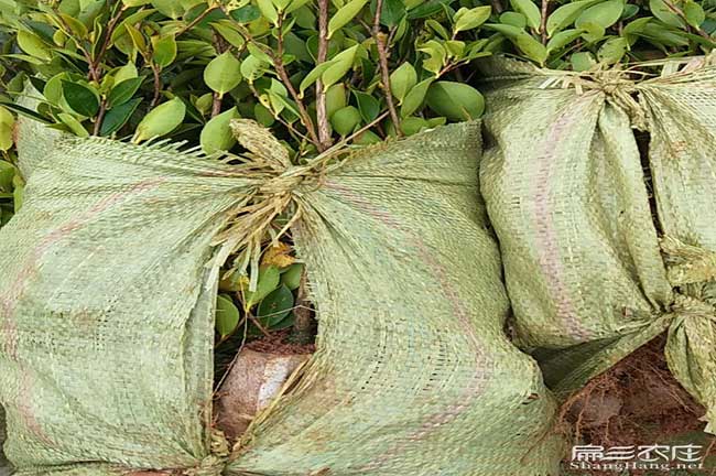 湯山油（yóu）茶苗、茶樹種苗