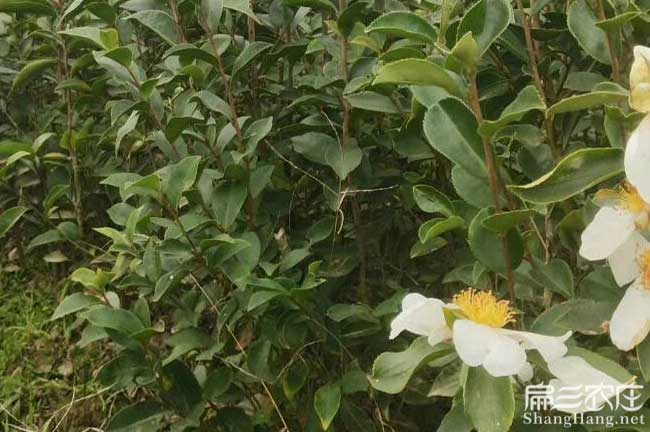 珠（zhū）龍鎮湘林油（yóu）茶苗出