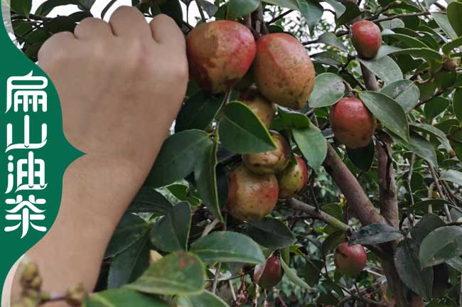 涪陵油茶種植