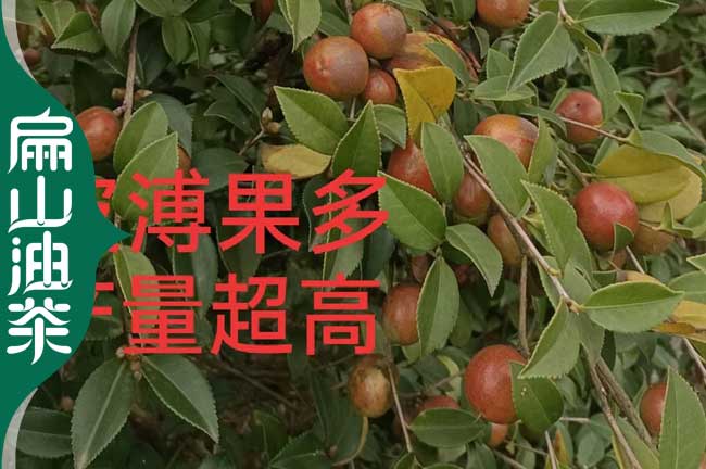 宁德茶果收购（gòu）