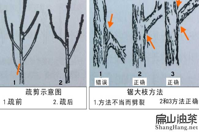 油（yóu）茶種植技術