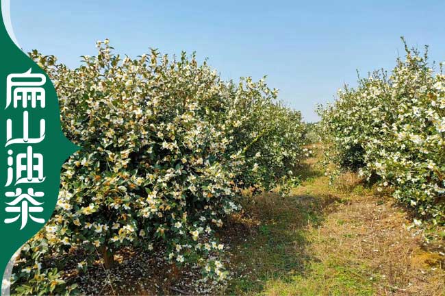 宣（xuān）城油茶種（zhǒng）植基（jī）地