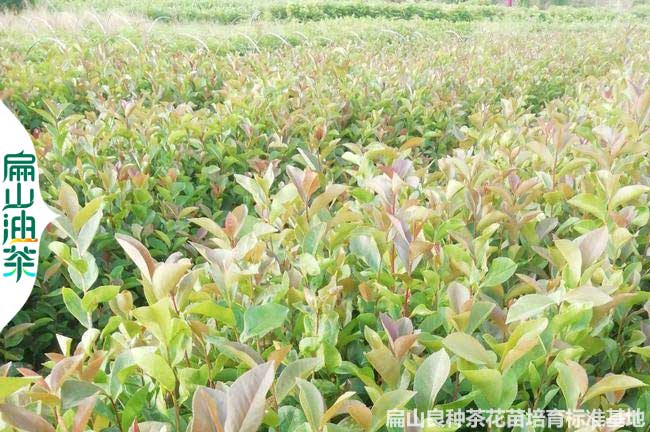 濮陽長林53號油茶苗