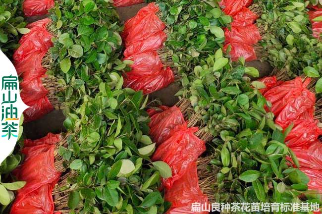 永州（zhōu）30公分油茶苗批發