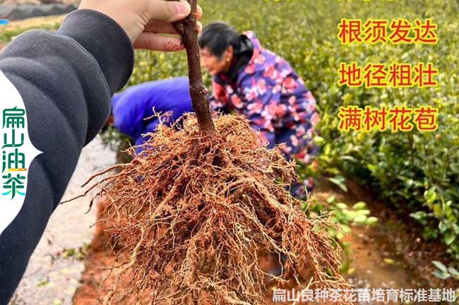 湖北本地油茶苗批發