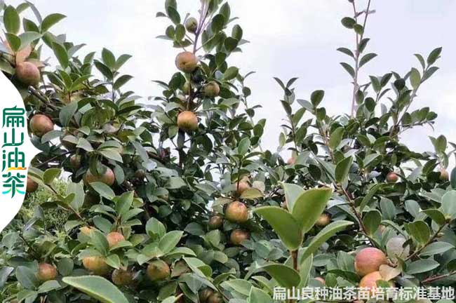 天門油茶種植